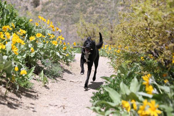 /Images/uploads/Humane Society of Utah/HSUCalendar2019/entries/6905thumb.jpg